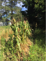 Try Growing Corn – Debbie Hight